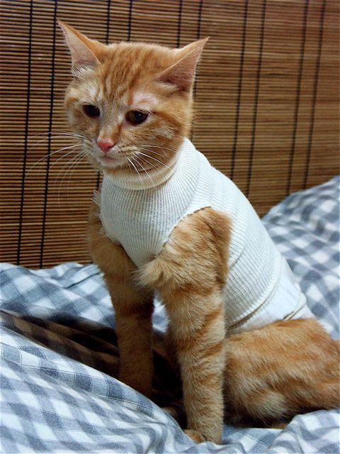 見ちゃイヤっ!_e0044929_14355518.jpg