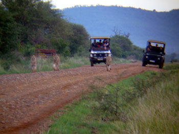 南アフリカ紀行3 (Safari @ Pumba Private Game Reserve)_a0015132_855293.jpg