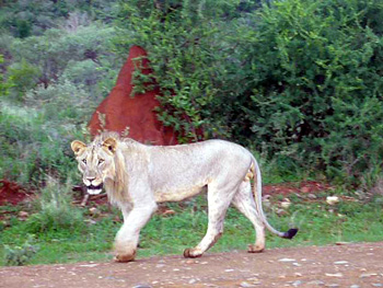 南アフリカ紀行3 (Safari @ Pumba Private Game Reserve)_a0015132_971562.jpg