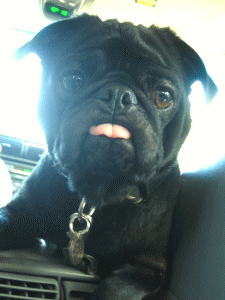 b0035453_1713441.gif