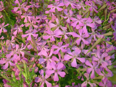 1月14日 ムシトリナデシコ 花ねこ日記