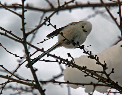 シマエナガ（北海道亜種）_c0070654_1410046.jpg