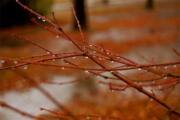 雨模様。_a0046364_1933498.jpg