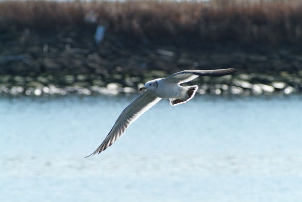 鳥撮り（慣れないことはするな？）_f0030527_19583133.jpg