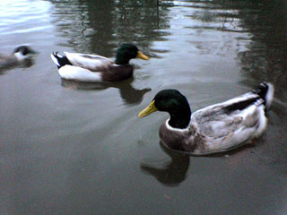 都内散歩 善福寺公園 その1_a0016730_23204552.jpg