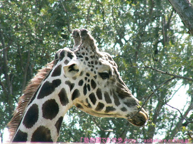 キリンの角 動物園でお散歩