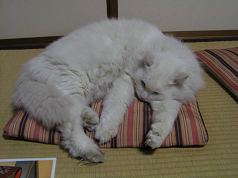 眠り猫_c0063468_226612.jpg