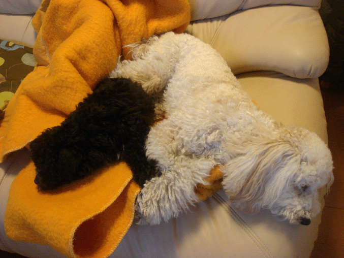 c0065885_11495922.gif