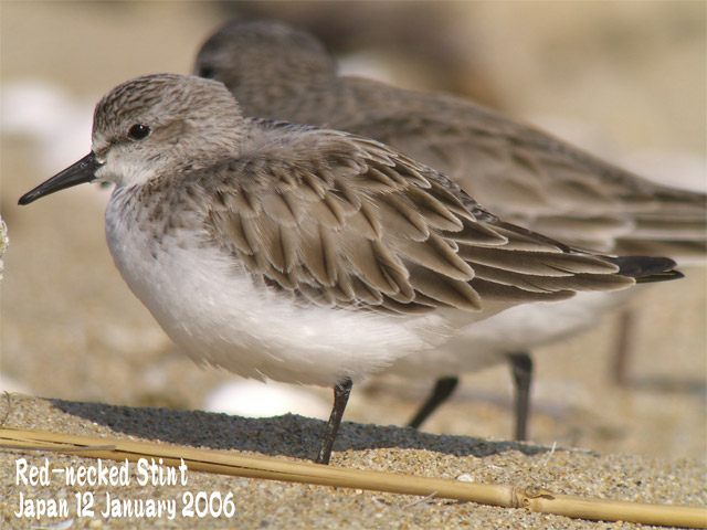 トウネン4 Red Necked Stint4 Shore Birds In Japan 日本のシギ チドリ