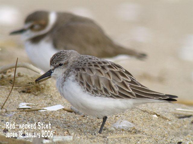 トウネン4 Red Necked Stint4 Shore Birds In Japan 日本のシギ チドリ
