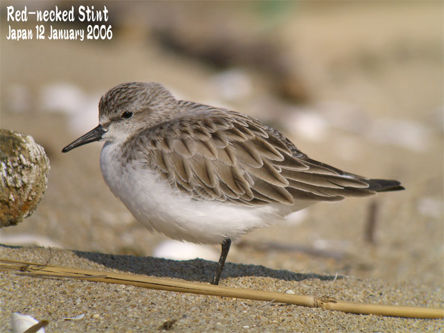 トウネン4 Red Necked Stint4 Shore Birds In Japan 日本のシギ チドリ