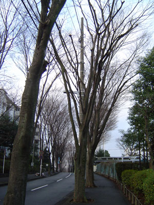 c0011204_12542545.jpg