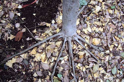 c0068424_0797.jpg