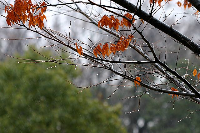 冬の雨日_e0089134_8524952.jpg