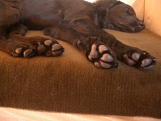 black　paws_f0018144_22344676.jpg