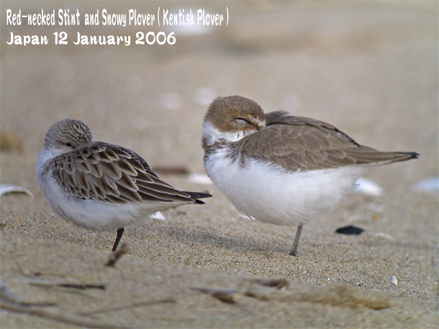 トウネン4　Red-necked Stint4_c0071489_0112662.jpg