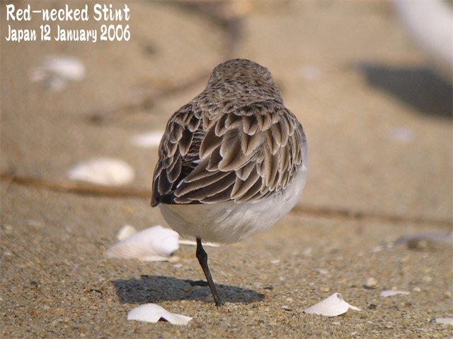 トウネン4　Red-necked Stint4_c0071489_0224821.jpg