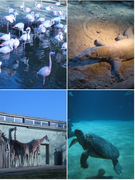 ロッテルダム動物園 (2006年1月)_c0071305_422125.jpg