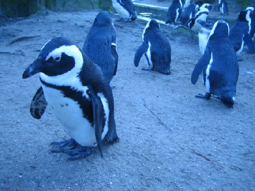ロッテルダム動物園 (2006年1月)_c0071305_4225118.jpg