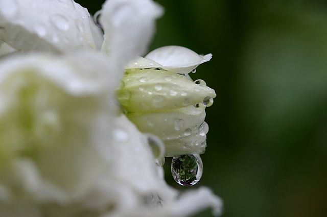 雨の訪問者_e0089134_10131031.jpg