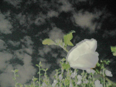 f0041351_6125462.jpg