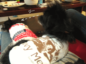 b0035453_10402051.gif
