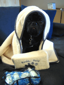 b0035453_1059569.gif