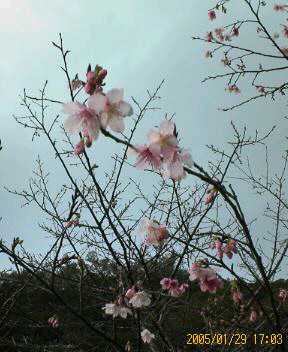 緋寒桜！_e0049771_2282087.jpg