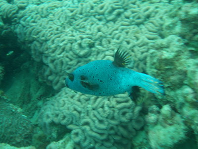 2006/01/07(土) - 2 Dive　No.268 - エメラルド・ビーチ　[Phuket]_a0002177_1932530.jpg