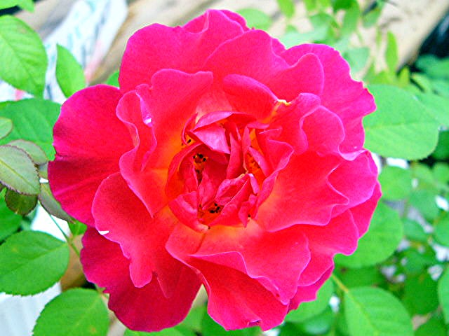 薔薇･バラ･薔薇_a0042310_22443634.jpg