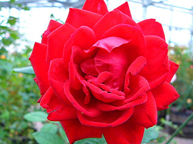 薔薇･バラ･薔薇_a0042310_2246357.jpg