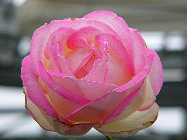 薔薇･バラ･薔薇_a0042310_2247116.jpg