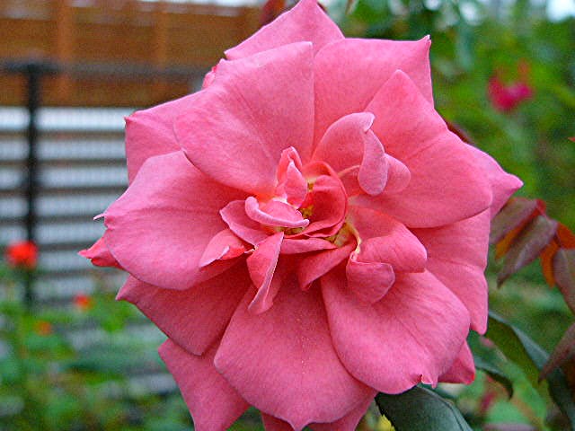 薔薇･バラ･薔薇_a0042310_22471392.jpg