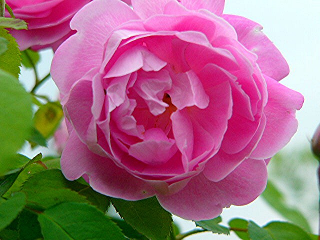 薔薇･バラ･薔薇_a0042310_2250759.jpg