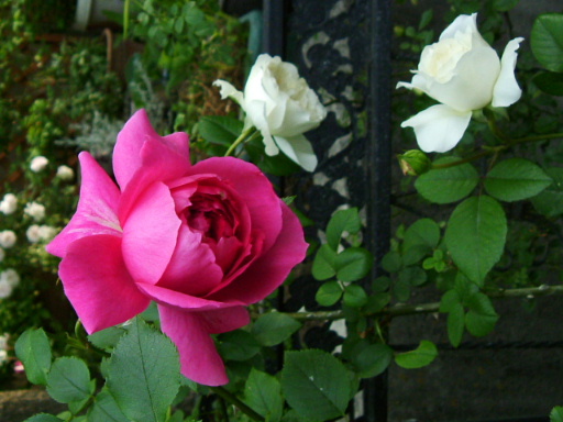 f0007106_1113377.jpg
