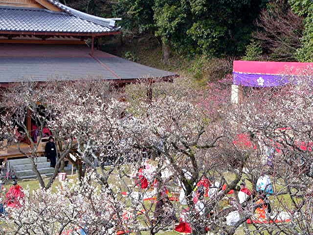 太宰府天満宮 曲水の宴_a0042310_15402752.jpg