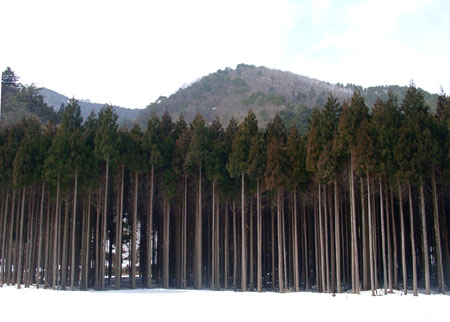 北山杉_e0048413_2323290.jpg