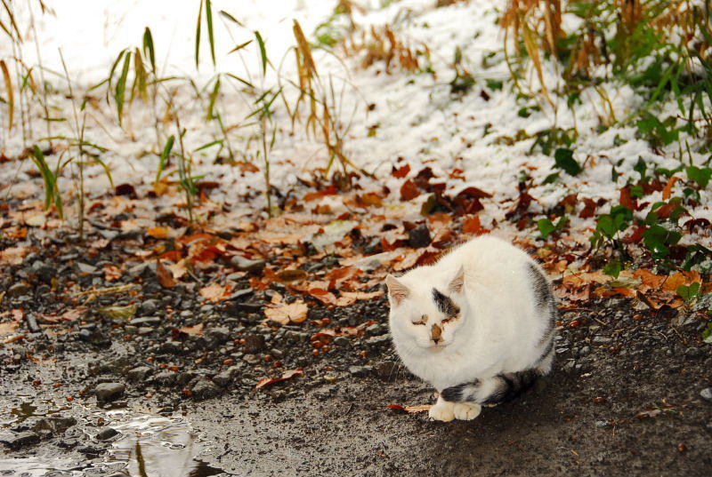 猫の森　３_b0022221_175723.jpg