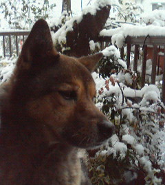 横浜は朝から雪が降っています～_e0041329_1136381.jpg