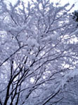 ＊ともだち＊　　2006,1,21_a0030038_215049100.jpg