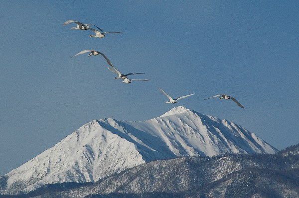 狐島のコハクチョウ　１_c0050853_17132017.jpg