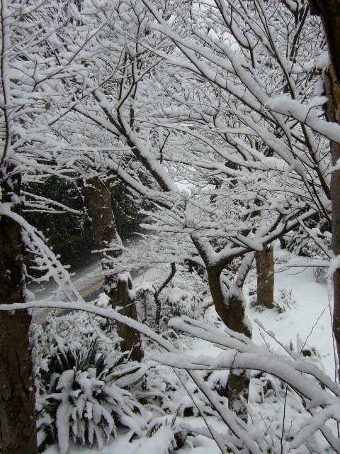 雪_e0063270_15404510.jpg