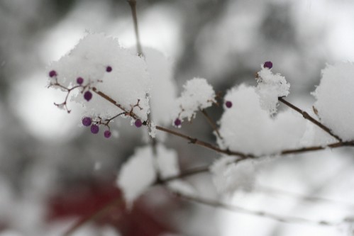 雪景色　・・寺にて_e0027083_1575281.jpg