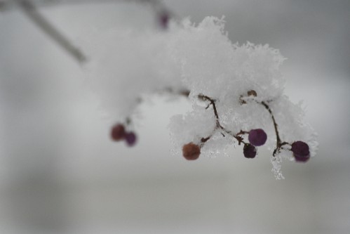 雪景色　・・寺にて_e0027083_1581386.jpg