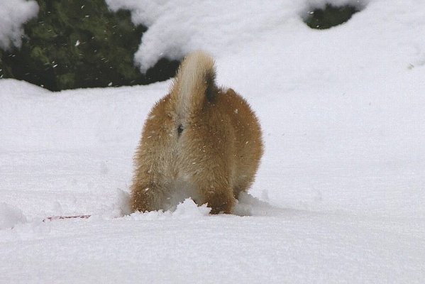   　　　１月２１日　横浜も大雪！積雪１０センチ_c0061695_19333888.jpg