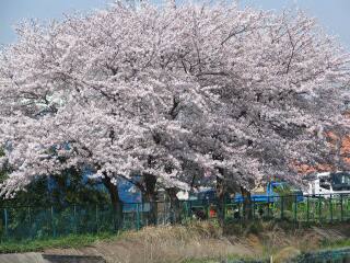 2005 桜_f0033598_19585053.jpg