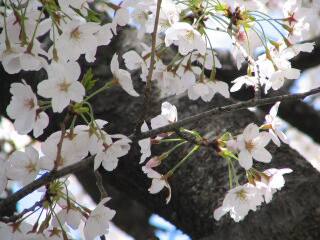 2005 桜_f0033598_19594127.jpg