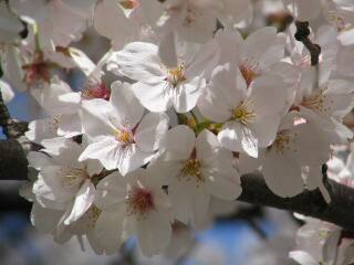 2005 桜_f0033598_19595991.jpg
