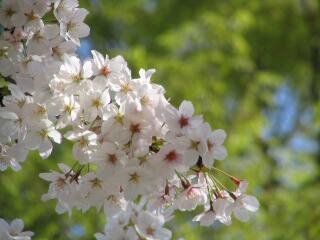 2005 桜_f0033598_2001643.jpg