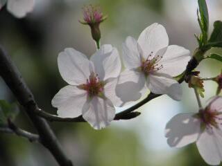 2005 桜_f0033598_2003425.jpg